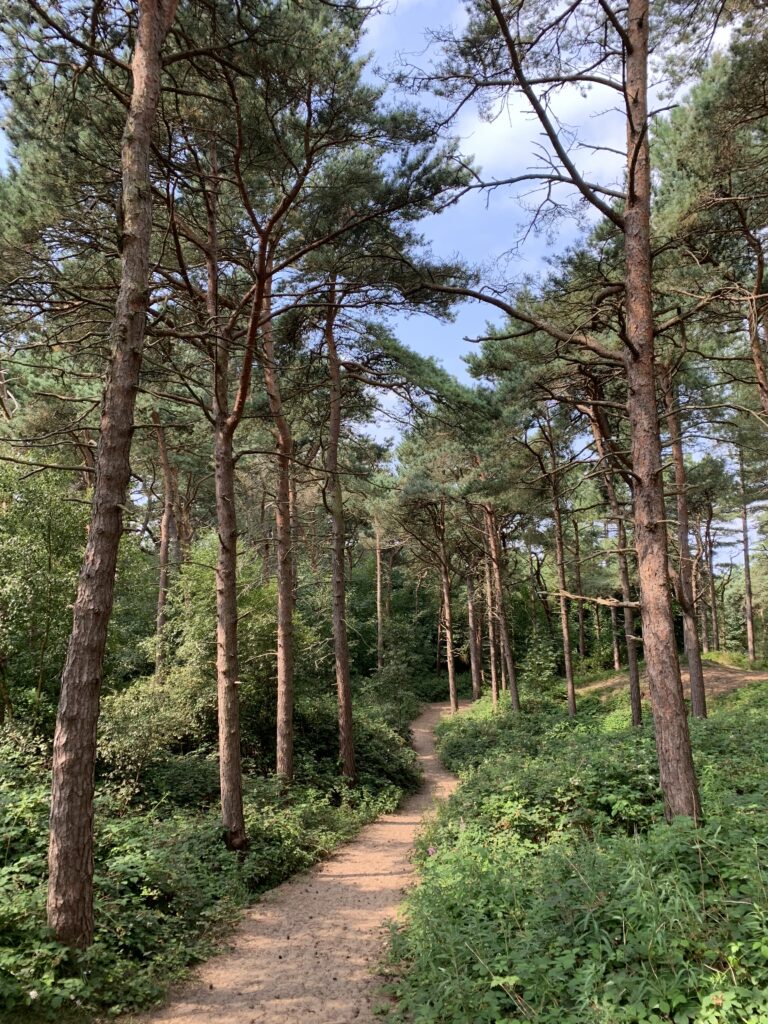 formby pinewoods forest