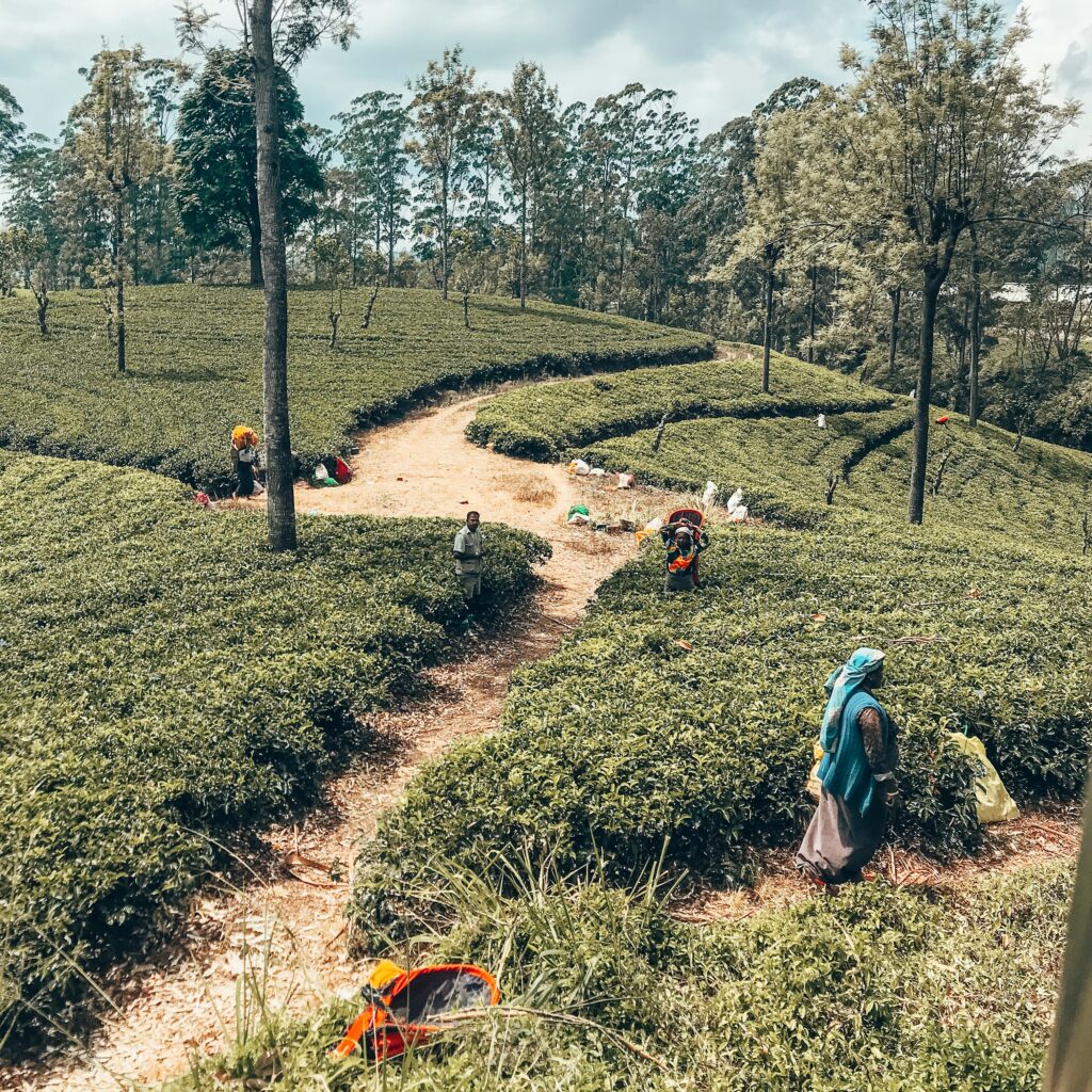 Sri Lanka tea plantation