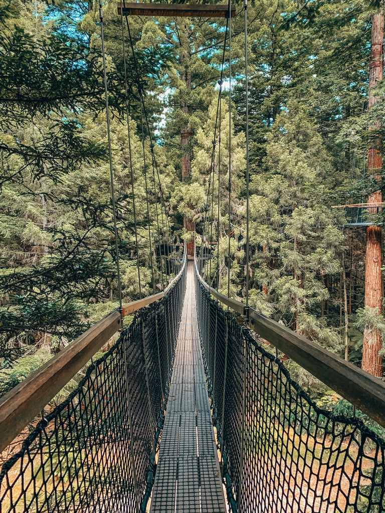 tree top walk rotorua