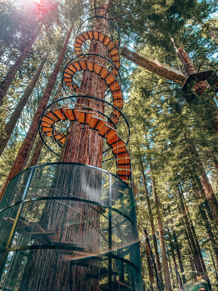 rotorua redwoods forest