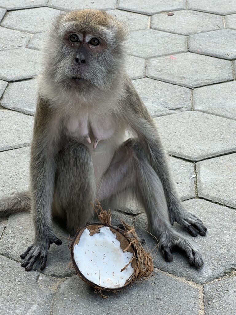 monkeys at batu caves