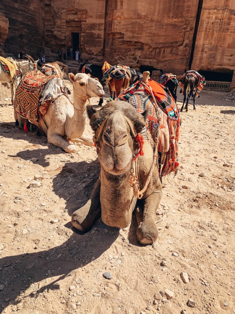Camels in Petra