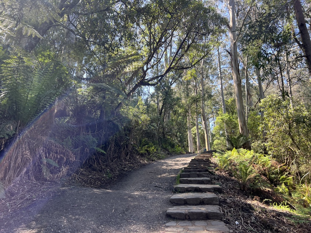 lyrebird track