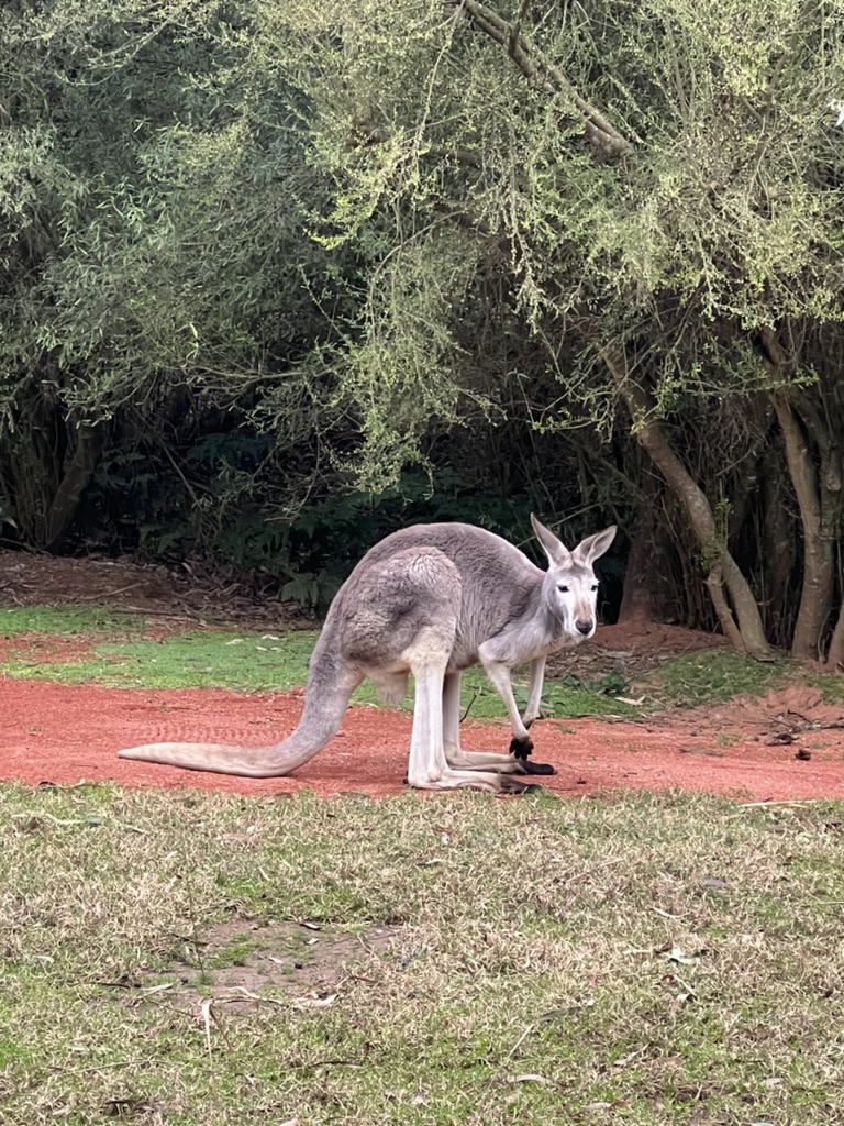 things to do in healesville