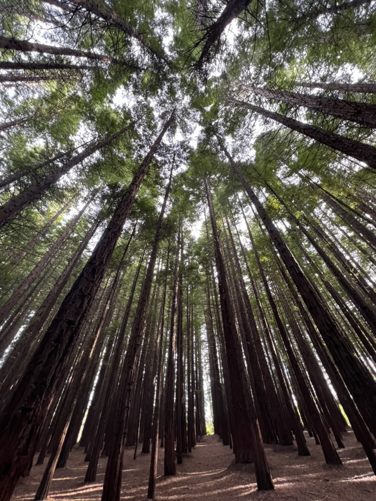 redwood forest melbourne