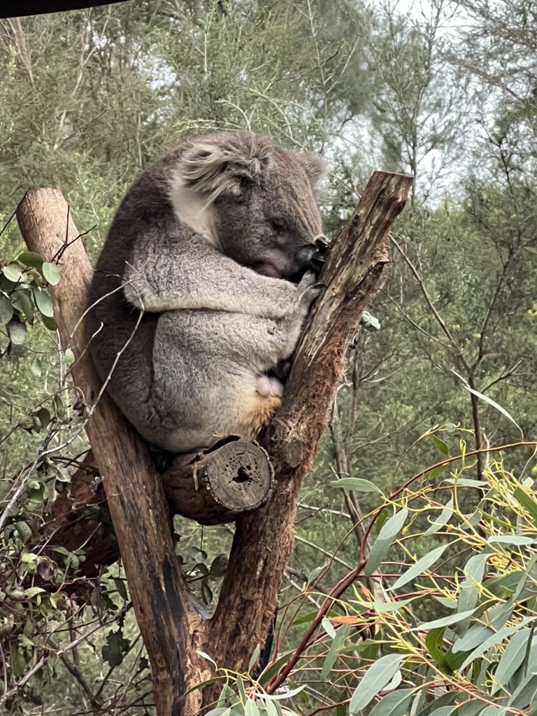 healesville sanctuary koalas