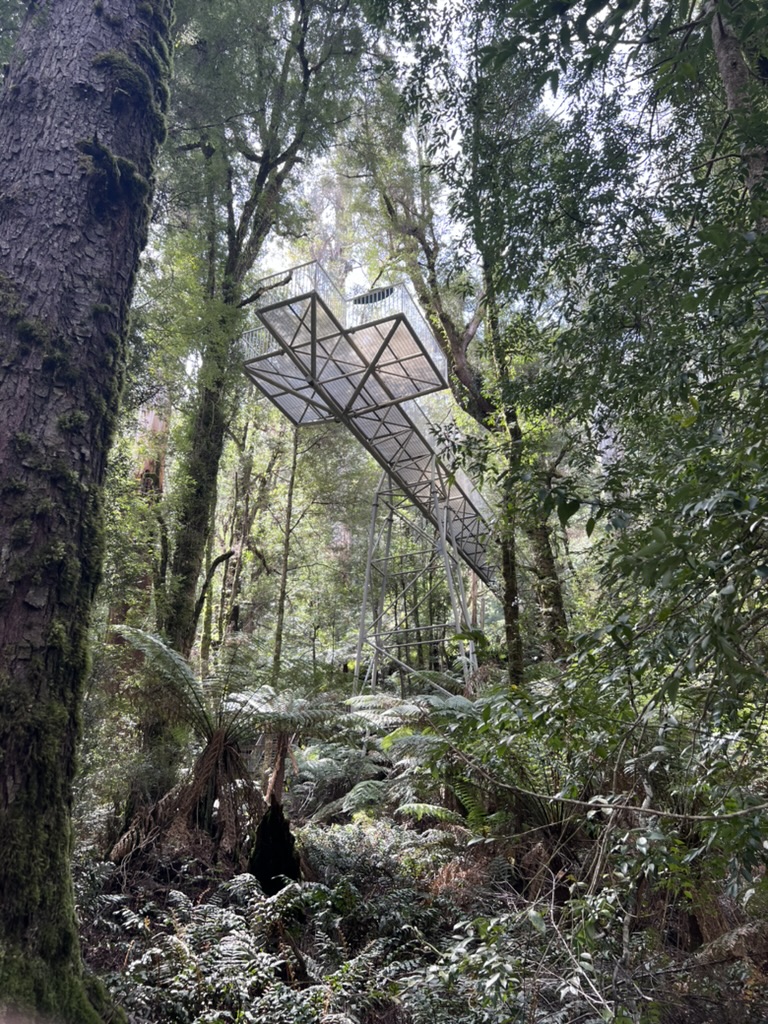 rainforest gallery viewing platform